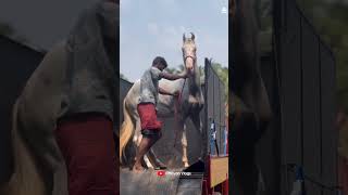 കാണിക്കും എന്ന് പറഞ്ഞാ കാണിച്ചിരിക്കും I Shimil I Horse Racing horse horseriding [upl. by Yrnehnhoj]