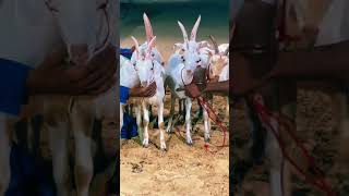 Bunch Of Meesu Goats ❤ bakraeidspecial cattlefarm goat animals youtube youtubeshorts ytshort [upl. by Htieh]