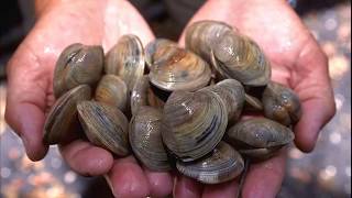 Facts Bivalves [upl. by Threlkeld]