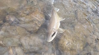 Fishing the Kootenai River Montana [upl. by Nylarad]