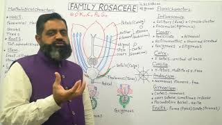 Family Rosaceae Urdu Hindi medium profmasoodfuzail Inflorescence Symmetry of Flower [upl. by Rossy]