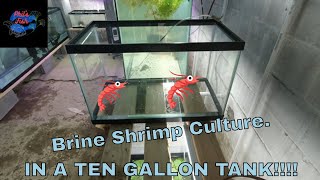 Brine Shrimp Culture Tank In A ten Gallon [upl. by Giliane]