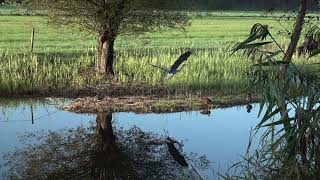 3 Herons take off last one in slowmotion [upl. by Drofdeb855]