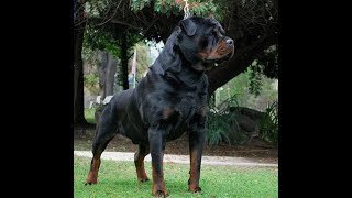 Von ruelmann Rottweilers day in the life of a German Rottweiler Breeder Episode 1 [upl. by Atekin]