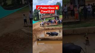 🚀PutteDase kambala shortvideo [upl. by Ceciley707]