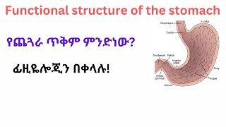 Stomach physiology የጨጓራ ጥቅም ምንድነው [upl. by Einhpets881]