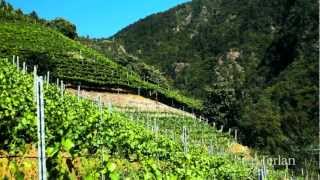 Vorberg Pinot Bianco Riserva [upl. by Hafinah]