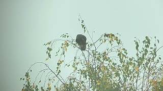 Filmpje 1 van een buizerd in het Prinsenpark Vrijdag 18102024 Afstand ca 650 m [upl. by Redla]