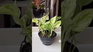 plants plantbased pothos indoormoneyplant moneyplant garden green happyplanting diy [upl. by Odnolor96]