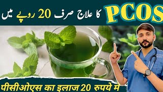 PCOS ka QudartiNatural Ilaaj Pcos kesy thk kren khatm krenपीसीओएस का ज़बरदस्त। इलाजSpearmint [upl. by Beitnes]