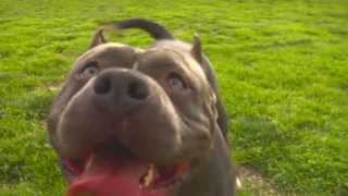 AMERICAN BULLY  BIZ MARKIE [upl. by Ogilvy]