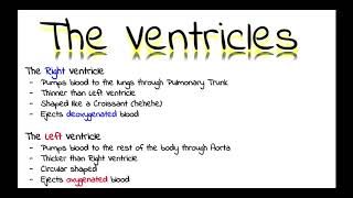 The Ventricles and their Features [upl. by Kram]