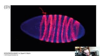 The Genetics of Axis Specification in Drosophila Chapter 9 [upl. by Norine]