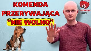 Jak nauczyć psa komendy nie wolno zostaw NIE 4 etapy krok po kroku [upl. by Hali]