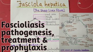 Fasciola hepatica  full notes explain in hindi [upl. by Ashatan]