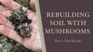 How to Rebuild Soil with Wine Cap Mushrooms Part 3 Final Results [upl. by Pascoe]