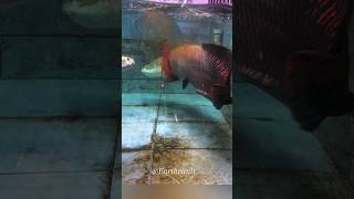 quotArapaimas Quick Huntquot nature viral viralvideo ytshorts shorts wildlife arapaima [upl. by Micah]