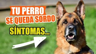 🦻Síntomas De SORDERA En Perros 🐶Preguntas y Respuestas [upl. by Leinod]