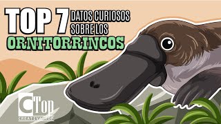 Datos curiosos sobre los quotORNITORRINCOSquot [upl. by Janicki871]