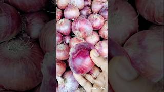 ఉల్లుపాయ ఉపయోగాలు  Onion Uses in Telugu  shorts onion food ullipaya cooking [upl. by Laden]