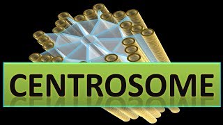 Centrosome  Structure amp Functions In Detailppt [upl. by Latreese777]