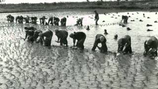 Histoire du riz de Camargue [upl. by Mosnar456]