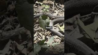 The Incredible SpiderTailed Viper Nature’s Perfect Bird Trap  Forrest Galante amp Joe Rogan jre [upl. by Kaslik]