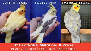 35 Types Of Cockatiels amp Price 2021 Updated Price List  100000 INR Cockatiel [upl. by Ylecic807]