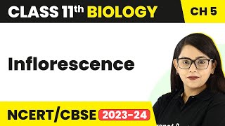 Inflorescence  Morphology of Flowering Plants  Inflorescence Class 11  Biology Class 11 [upl. by Yllime]