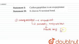 Statement I Carboxypeptidase is an exopeptidase Statement II It cleaves Nterminal bond  12 [upl. by Messere148]