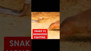 quotSNAKE Vs Mongoose Fightingquot youtubeshorts shortvideo animals viralvideo [upl. by Eseneg]