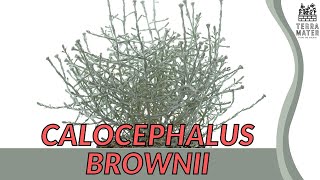 Silver Lining CALOCEPHALUS BROWNII  Ornamental Wonder for Your Garden [upl. by Akemrehs82]