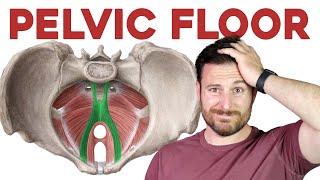 The Pelvic Floor Muscles Explained  Corporis [upl. by Kinna]