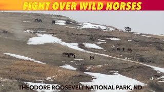 Fight Over Wild Horses In North Dakota Badlands [upl. by Willie]