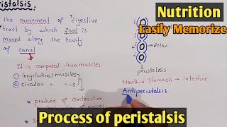 Process Of Peristalsis  Swallowing  Class 11 Biology [upl. by Alimaj]