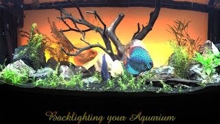 Backlighting your Aquarium  How To  Ambers Aquariums [upl. by Zephan]