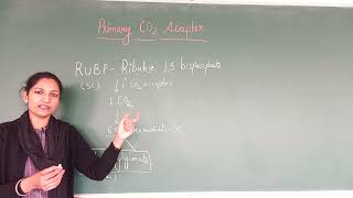 RUBP RIBULOSE BISPHOSPHATE  PRIMARY CARBON DIOXIDE ACCEPTOR [upl. by Burke]