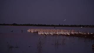 A Symphony of Pelicans synced to music 4K [upl. by Engle]