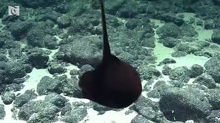 Rare gulper eel wows scientists [upl. by Southard]