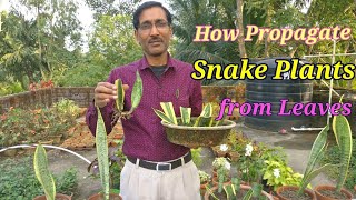 How to Propagate Snake Plant Sansevieria from leaf cuttings and other easiest methods [upl. by Lee]