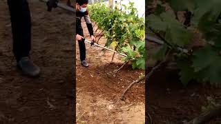 Loosening Soil satisfying shortvideo [upl. by Anot]