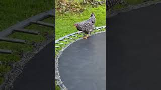 Chicken on a trampoline [upl. by Rondi]