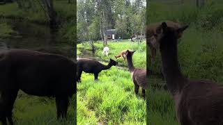 The ladykin alpacas are enjoying the creek today [upl. by Borg]