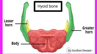 Hyoid Bone parts of Hyoid Bonesituated in Hyoid Bone Study of Nursing 07 [upl. by Sharma]