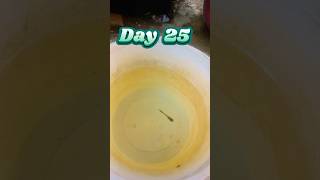 WATCH Your Guppy Fish Grow from Baby to Adult📈 ❤️😍short guppyfish fish guppy shorts shortfeed [upl. by Koller755]