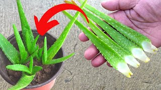 How To Propagate Small Aloe vera Leaves [upl. by Irama]