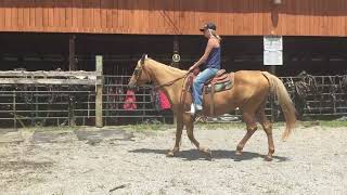 Sold ⭐️832 18 yr old 143H palomino QH mare 2500 [upl. by Yednarb133]