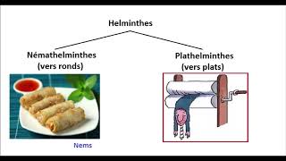 Helminthes Nemathelminthes et Plathelminthes  expliqués résumés [upl. by Binette]