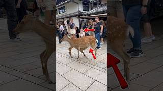 鹿が子供たちに餌をあげています 観光客はそれを見て驚いた  Nara Park deer in japan japan animals naradeer [upl. by Halstead]