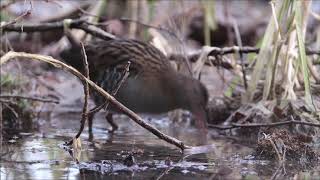 Water Rail Østensjøvannet 5 jan 2019 [upl. by Robbi46]